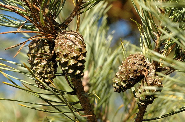 Alfa pineo Alfa pineo