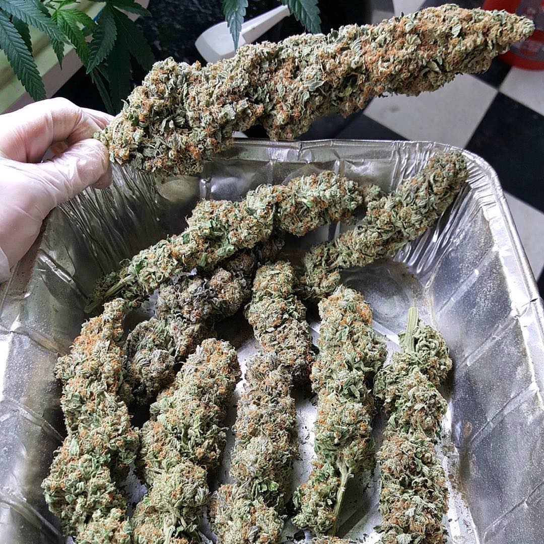 заказ семян марихуаны по казахстану