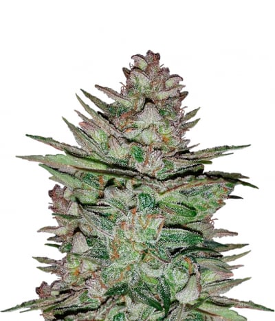 Blue Cush
