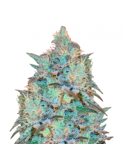 Iced Widow