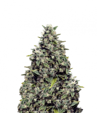 Outdoor Grapefruit