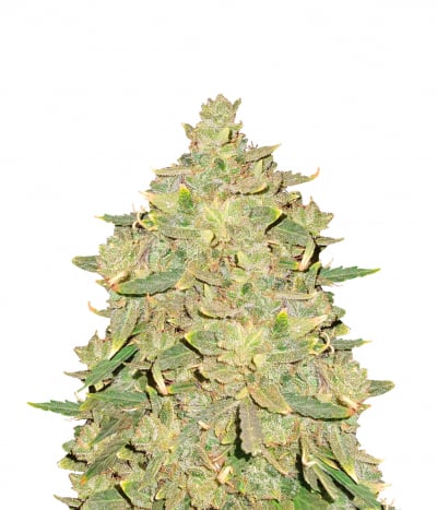 Hindu Kush