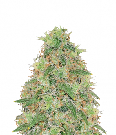 Early Skunk reg