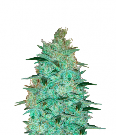 Auto Jack Hair strain > Bulk Seed Bank ▷ THC 15-20%