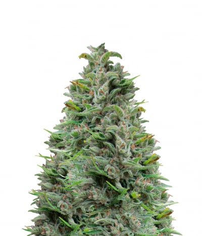 Northern Lights