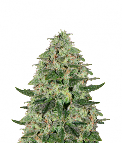 Maple Leaf Indica