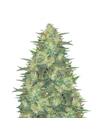 California Indica Regular