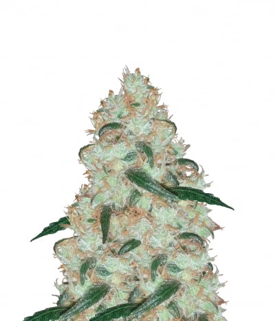 Amnesia Haze
