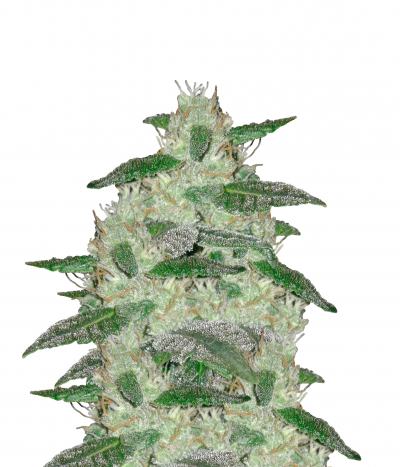 Royal Haze Automatic
