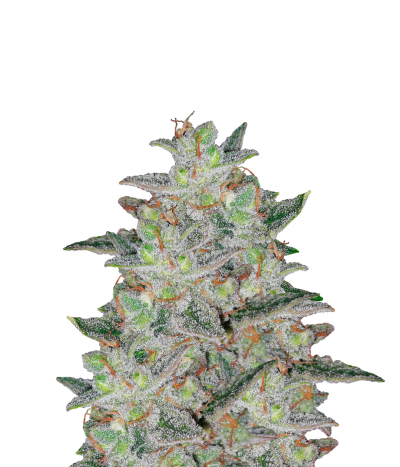 Royal Jack Automatic
