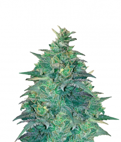 Royal Medic CBD