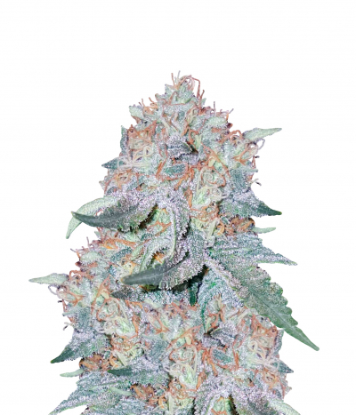 Skunk XL
