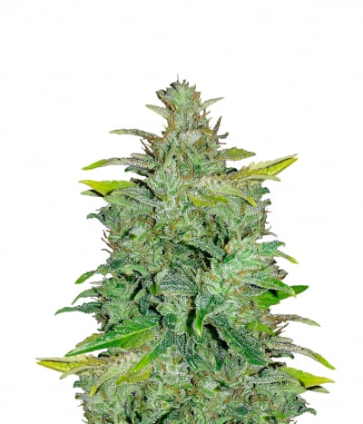 White Widow Automatic
