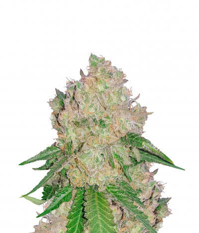 Royal Gorilla