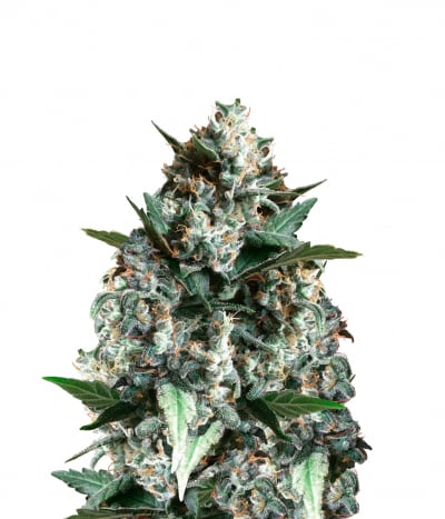 Skunk Kush