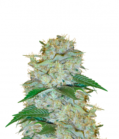 Big Bud