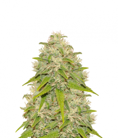 Sweet Skunk Automatic