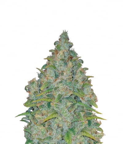 Fruitylicious