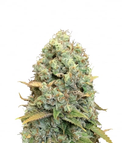 Shining Silver Haze