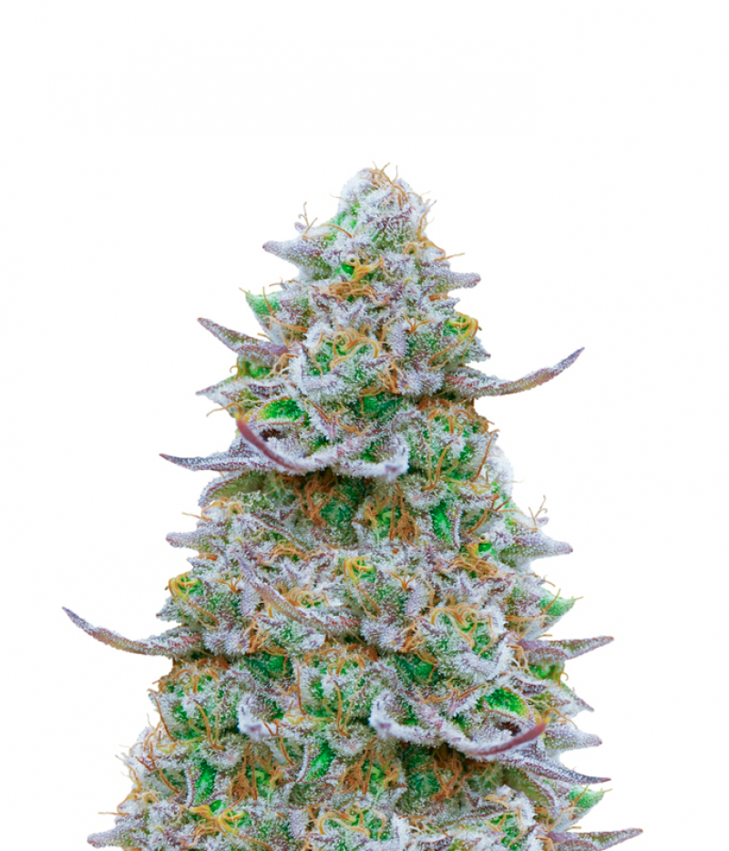 Barneys Farm Gorilla Zkittlez Seeds Green Parrot