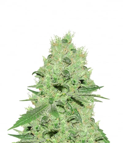 No Name Auto