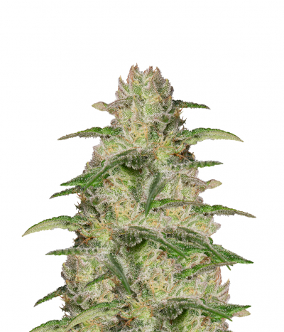 Og Kush CBD