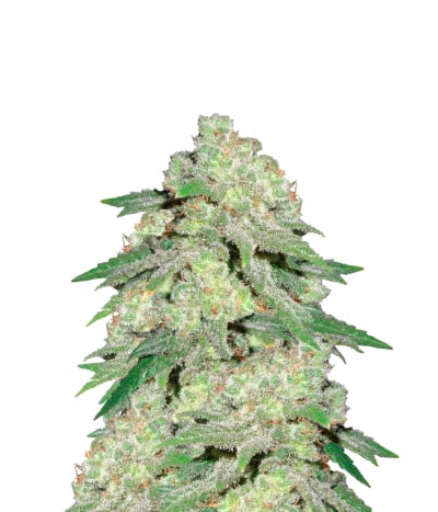 White Widow