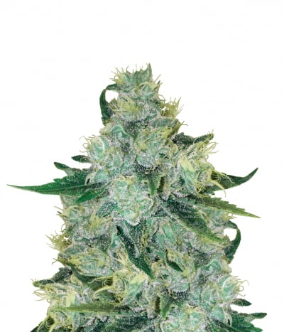 Sage 'n Sour