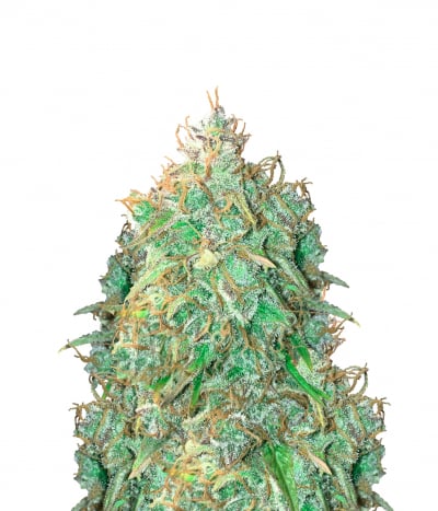 AUTO NORTHERN LIGHTS