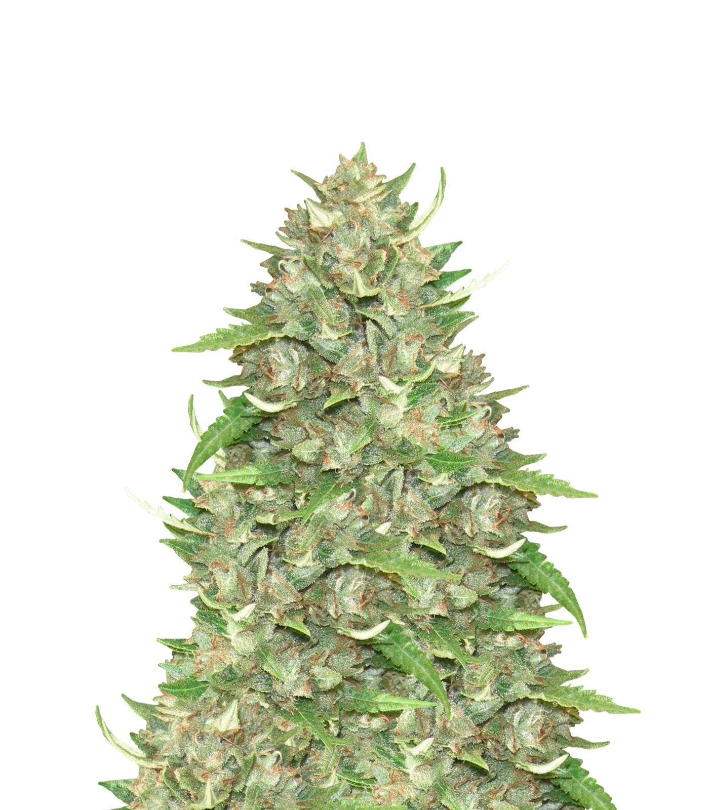 Briquet Clipper San Fernando Lemon Kush Sweet Seeds