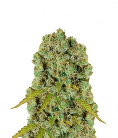 Kushage