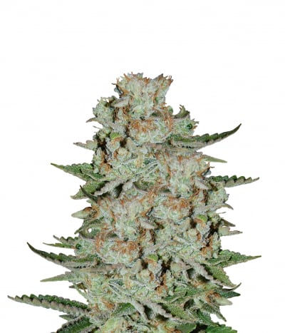 White Widow