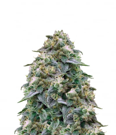 Louis XIII OG