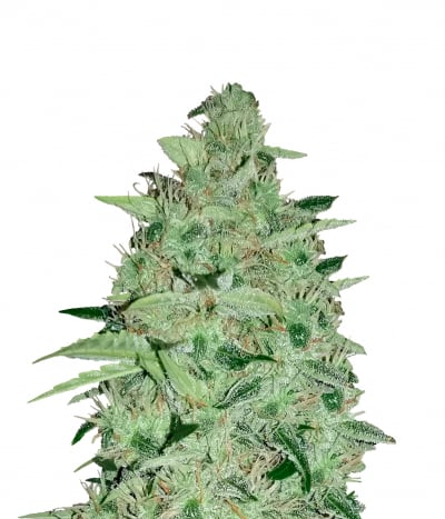 AUTO NEFERTITI