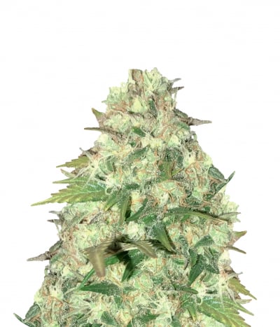 BC Animal Cookies