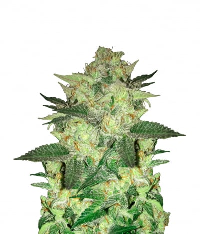 Master Kush (REG)