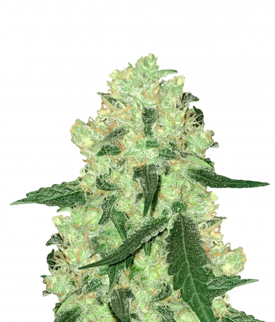 Skunk #1