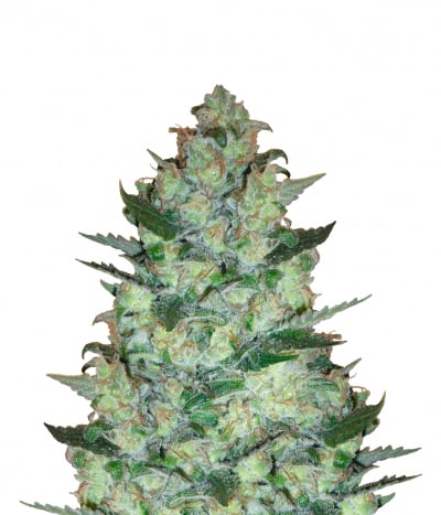 AK 47
