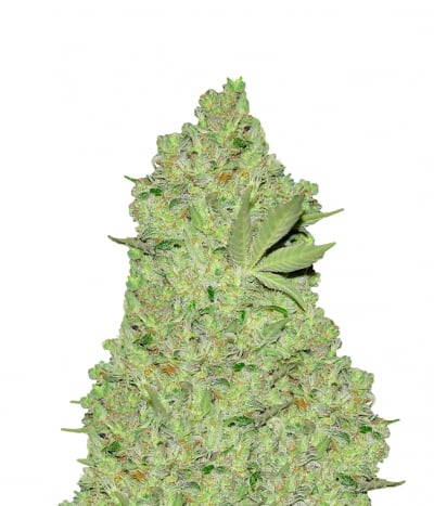 Chronic