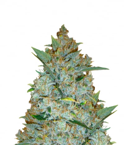Kali Mist