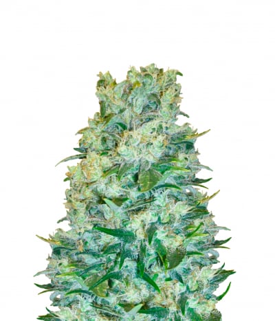 White Russian (FEM)