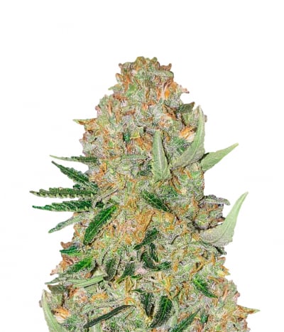 Lemon OG Candy