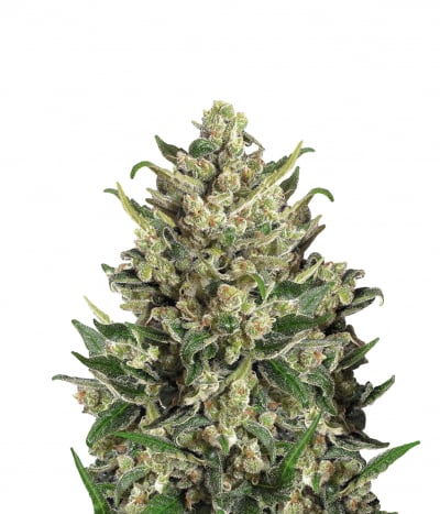 Ice Kush
