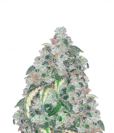 Sour Ripper