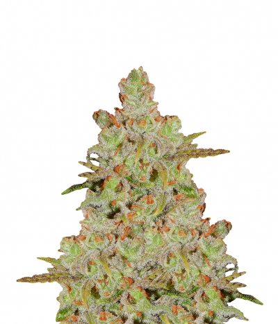 Ripper Haze
