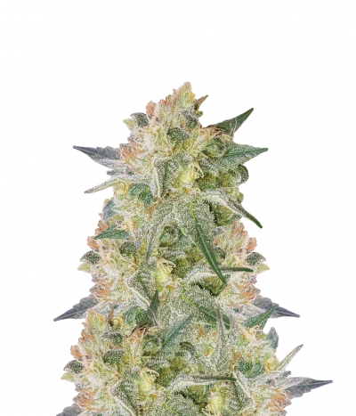 Grapegum