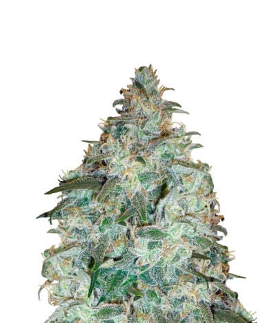 Sensi Star