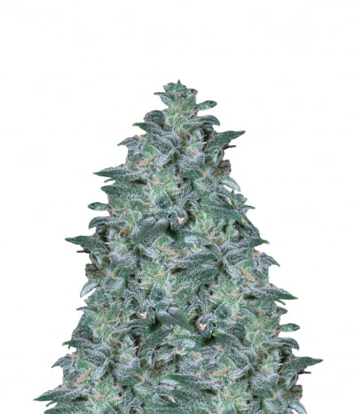 Magic Bud