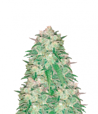 Atomical Haze