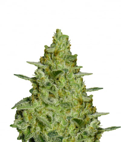 Allkush